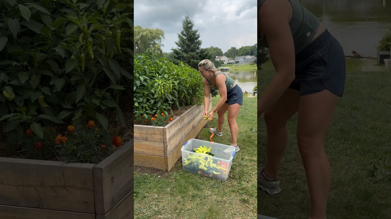 Huge vegetable garden harvest! #gardenharvest #gardening #peppers #tomatoharvest