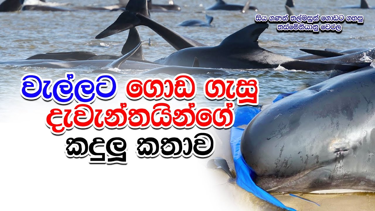 සිය ගණන් තල්මසුන් ගොඩට ගහපු තස්මේනියානු වෙරලේ කදුලු කතාව | Siyatha FM LOKE WATE