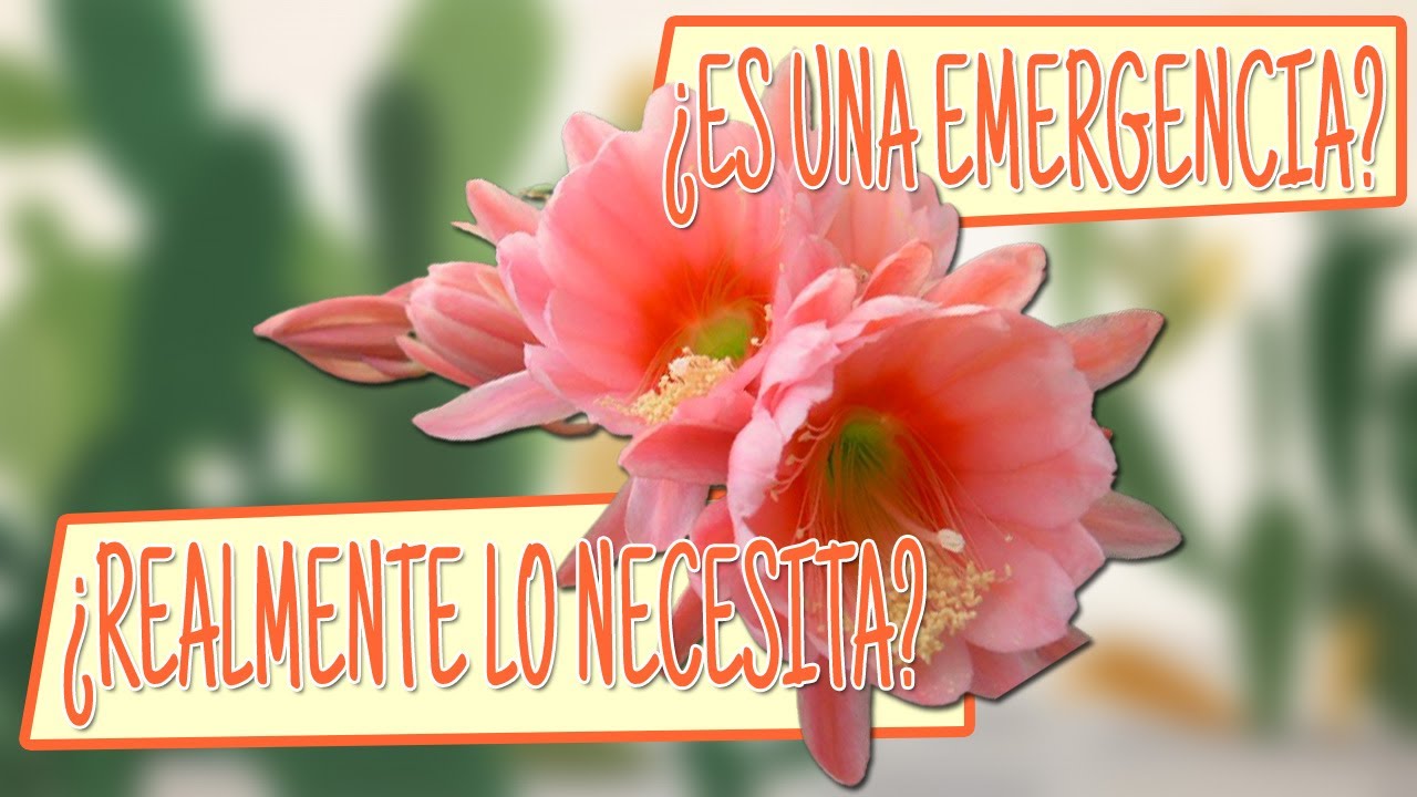 ¡TRASPLANTE DE EMERGENCIA DE CACTUS OQUÍDEA! | QUINDE