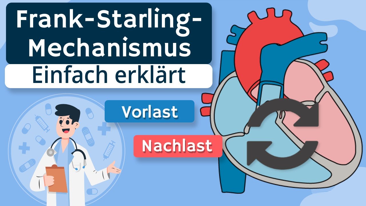 Frank-Starling-Mechanismus einfach erklärt