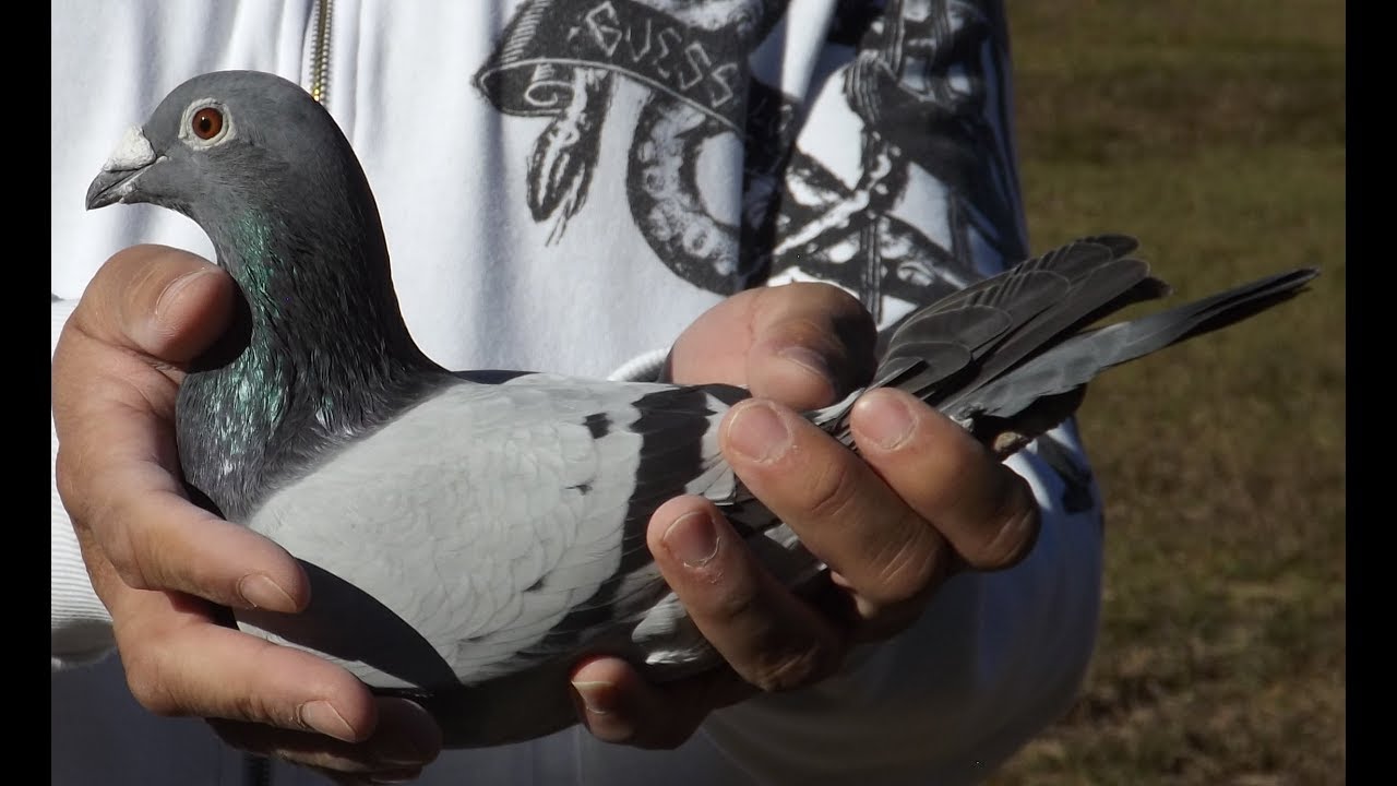 350 Miles GHC Classic Pigeon Race - Full Event