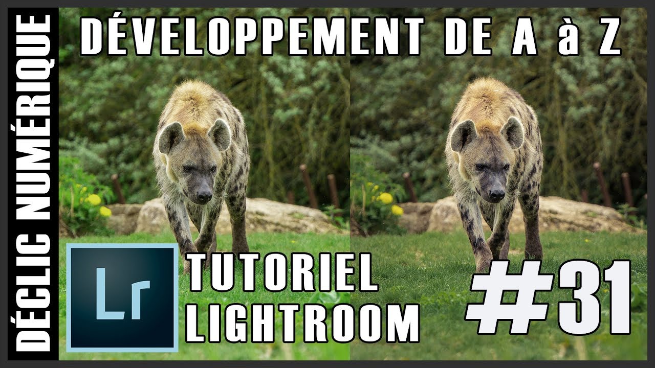 Tuto Lightroom #31 : Développement de A à Z (Hyène)