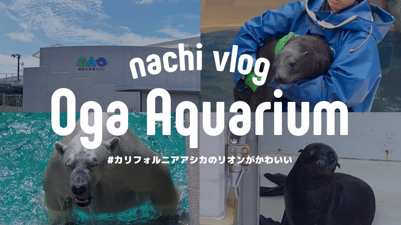 〈 夏休み限定イベント⑤ 〉カリフォルニアアシカの赤ちゃんリオンがかわいい / ホッキョクグマの豪太 vs 大木その２〈 水族館巡り 〉