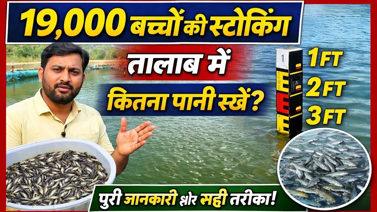 Начало разведения пангасиуса | 19 000 мальков | Какой объем воды мне следует использовать? Полный...