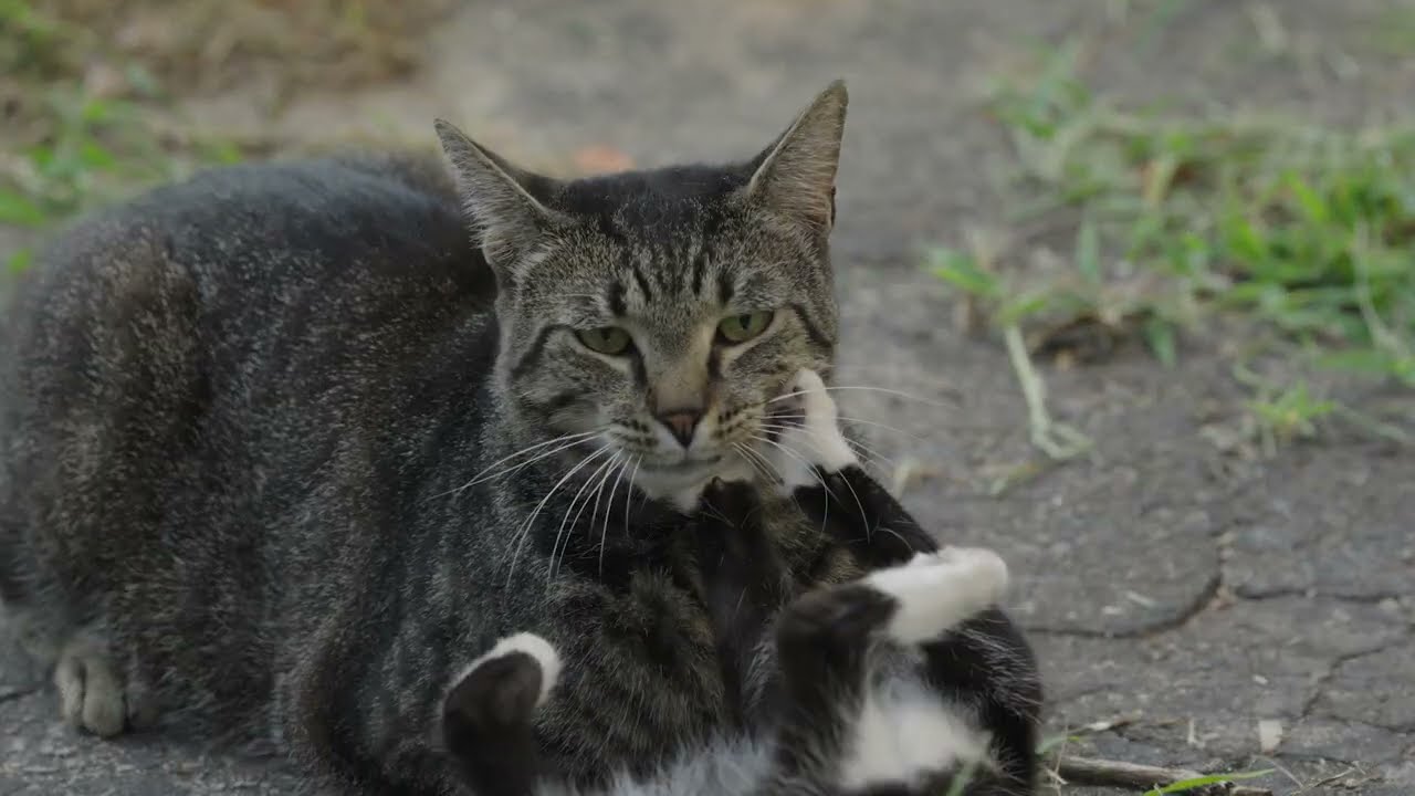 10 Minutes of Mr. Darcy In The Backyard.