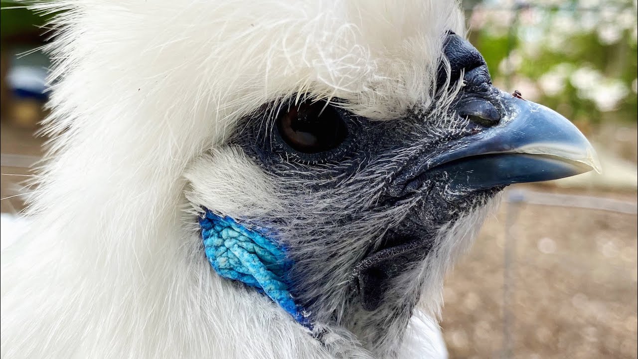 How To Trim A Chickens Beak