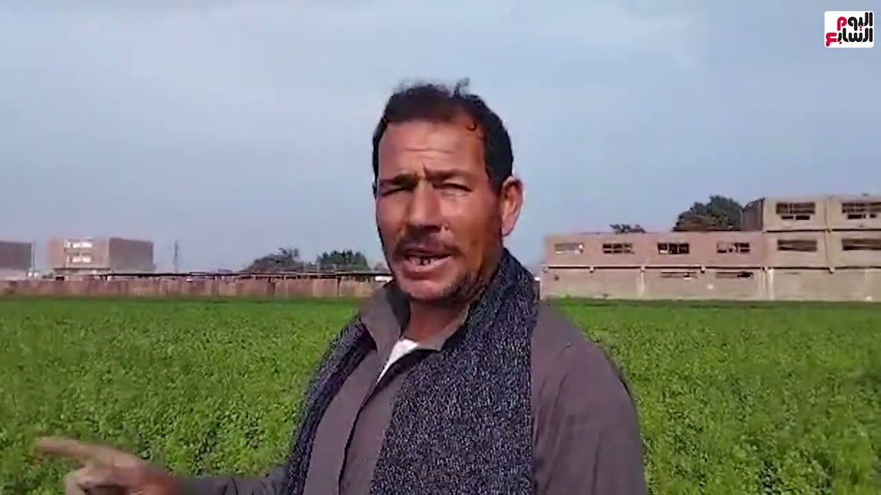 زراعة الينسون بالمنيا.. الفدان ينتج 800 كيلو وسعر الطن يصل 30 ألف جنيه