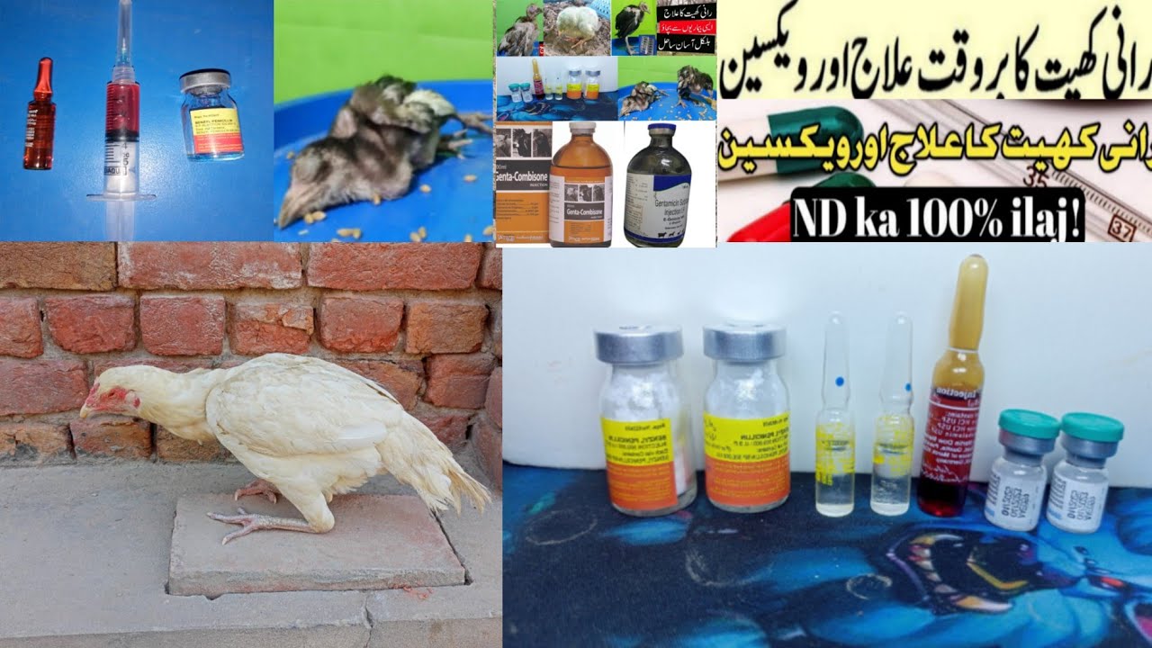 rani khat ka 100% confirm ilaj || Murgiyon ki bimari ka ilaj  || murgi ko nazla zukam ka 100% ilaj