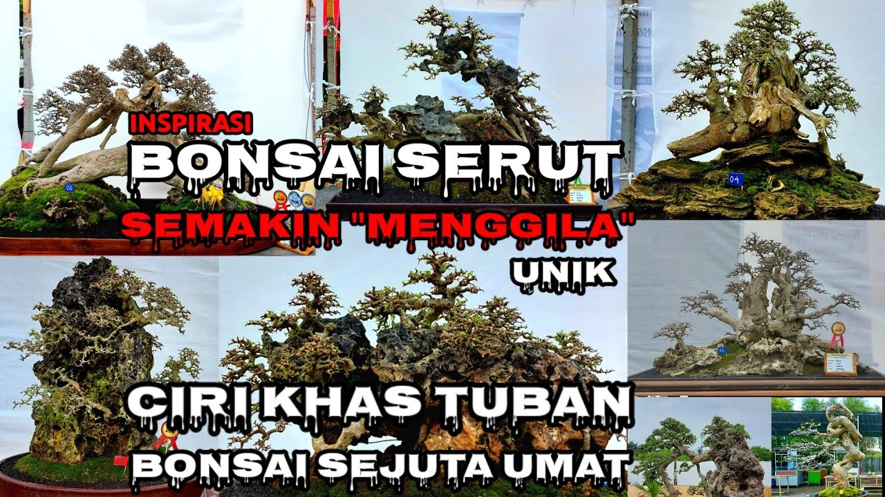 INSPIRASI BONSAI SERUT TERBAIK,UNIK,& JUARA || PAMERAN BONSAI NASIONAL TUBAN 2022