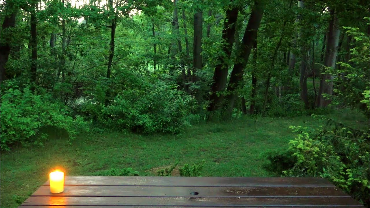 Dawn Chorus - Birds Singing like there is no Tomorrow