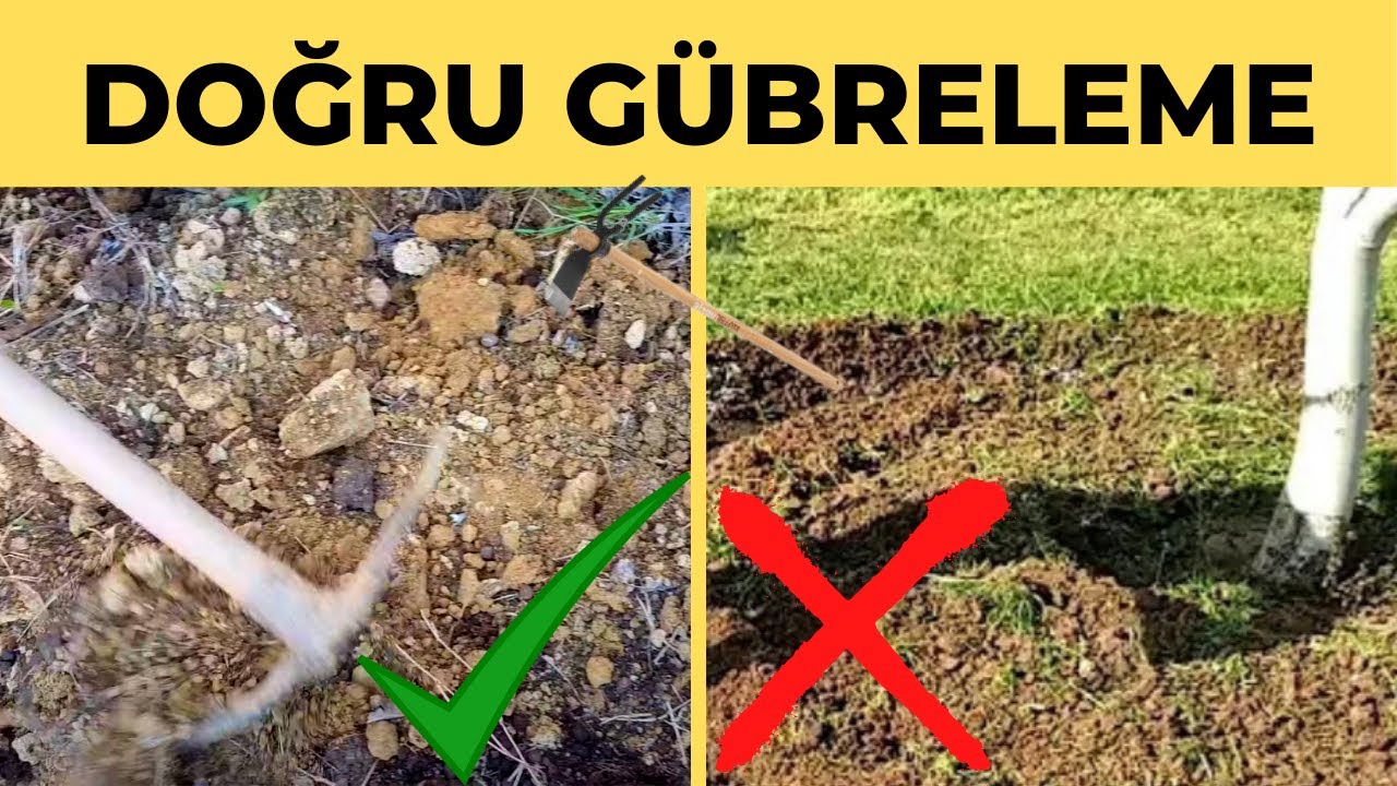 Gübrelemenizi ❌YANLIŞ❌ Yapmayın !! doğru gübreleme dündar yıldız. gübreleme nasıl yapılır