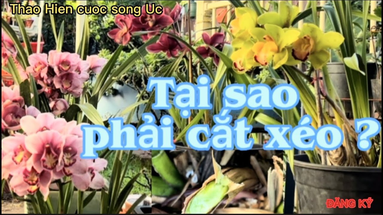 C&aacute;ch chăm s&oacute;c ĐỊA LAN sau khi HOA T&Agrave;N #72ThaoHiencuocsongUc