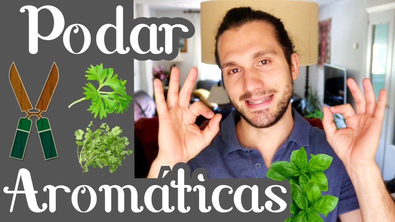 ✂️ Cómo podar AROMÁTICAS ✂️ Podar lavanda, albahaca, romero, etc.🟣🟢