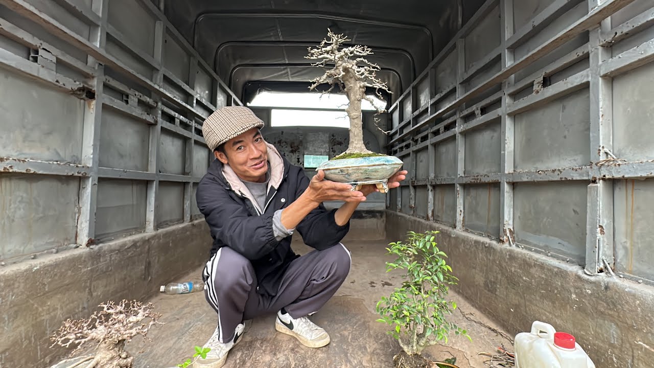 NHẤT QUYẾT KH&Ocirc;NG B&Aacute;N - C&Acirc;Y CƠM NGUỘI QU&Aacute; ĐẸP, BONSAI MINI