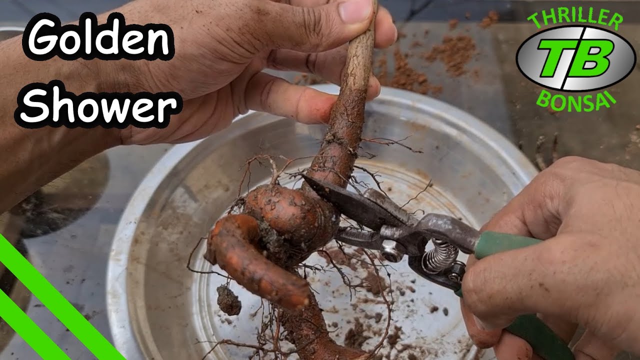 Golden Shower Tree - Training nursery tree into Bonsai
