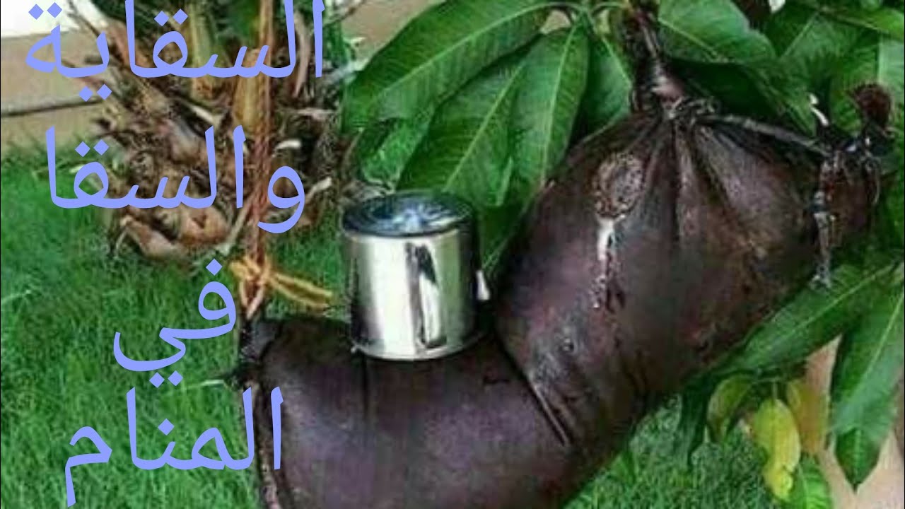 سقاية الماء او السقا الذي يسقي الناس في المنام