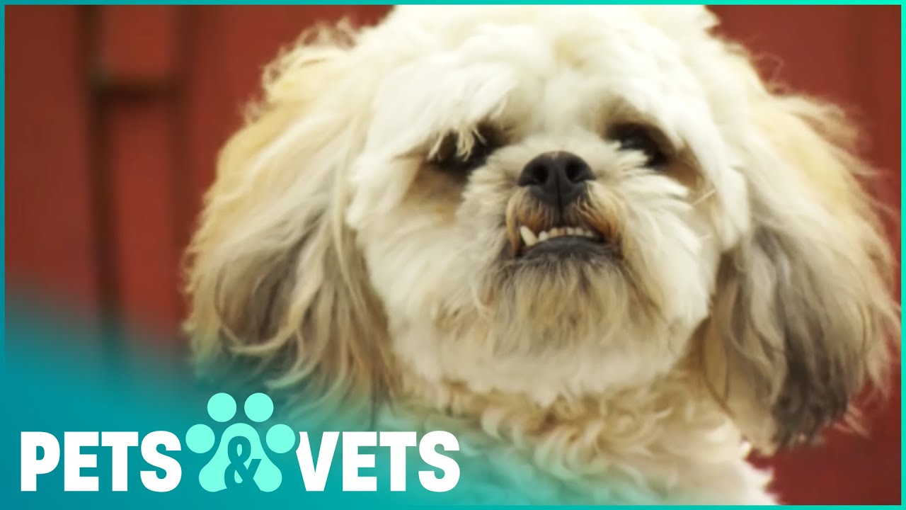 Depressed Dog Loves Life Again After Cougar Attack | Pet Heroes