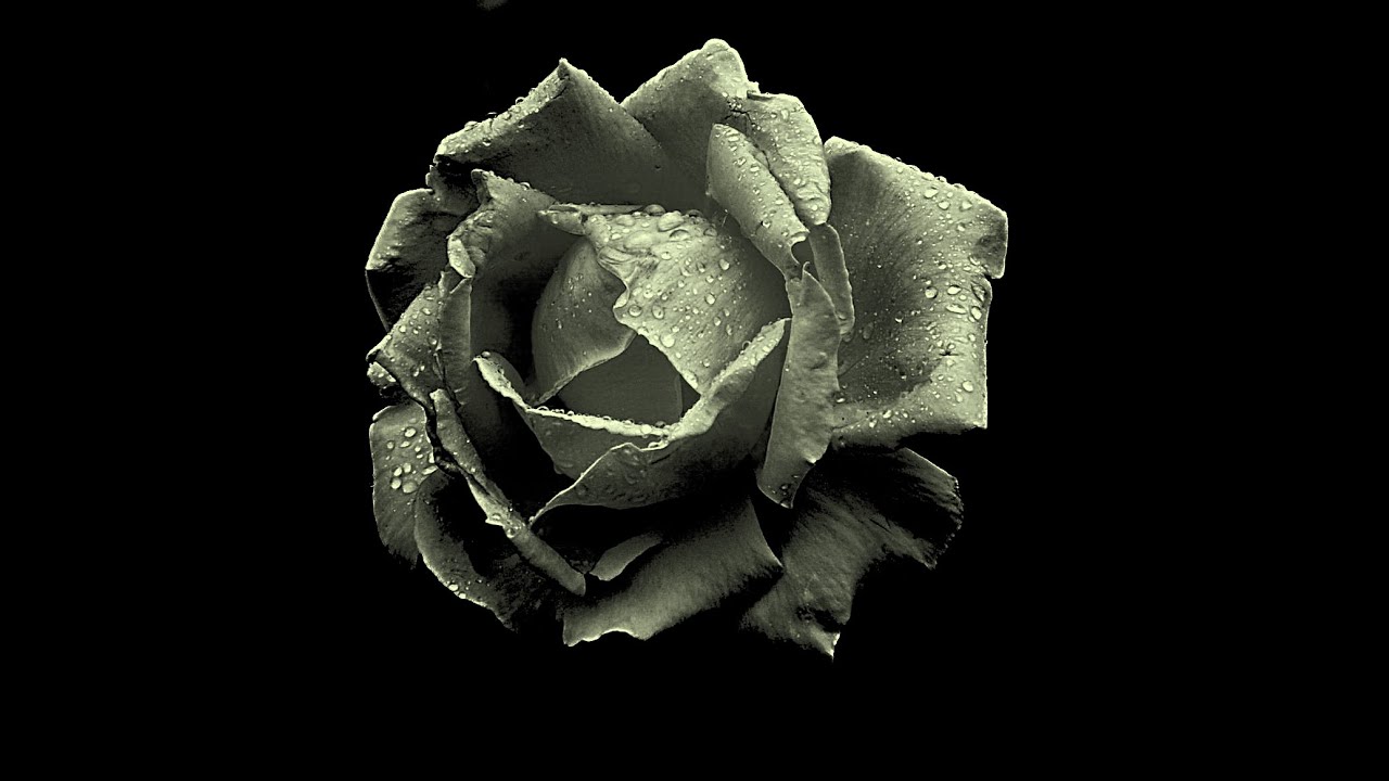 FIORI-IMMAGINI NIKON