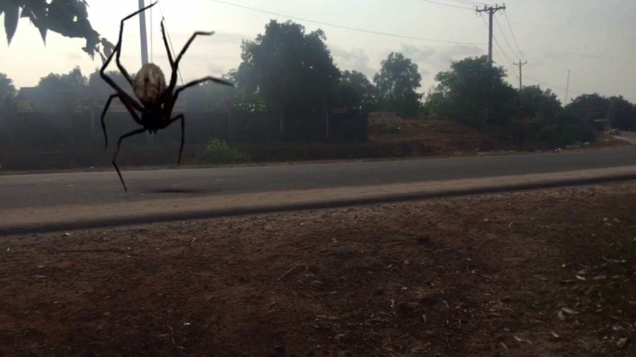 While shooting a spider bite camera