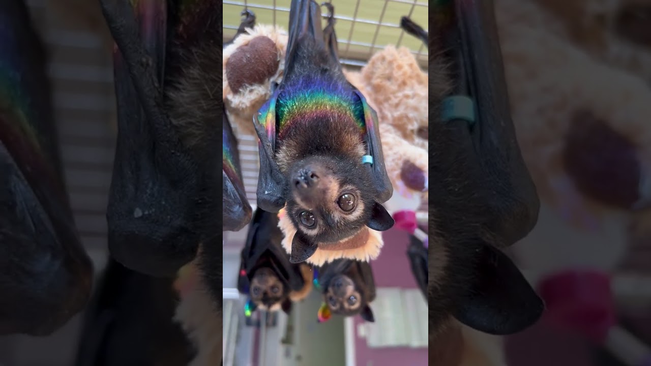 Rainbow Bats! #bat #wildlife #animal #flyingfox #rescue #rehabilitation #batbaby