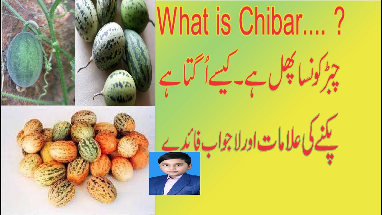 chibar/Wild Melon/citrullus lanatus/wild melon benefits/wild melon plant/wild melon seeds/Fruit/oil
