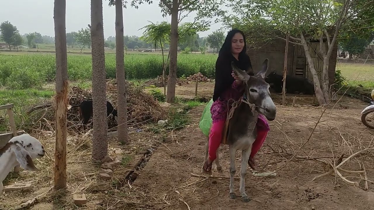 Panjabi donkey riding/Donkey riding lady
