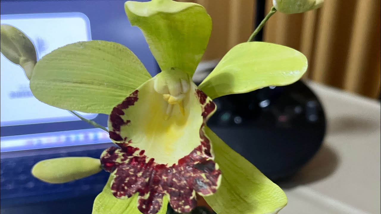 Orchid at my sugar flower class