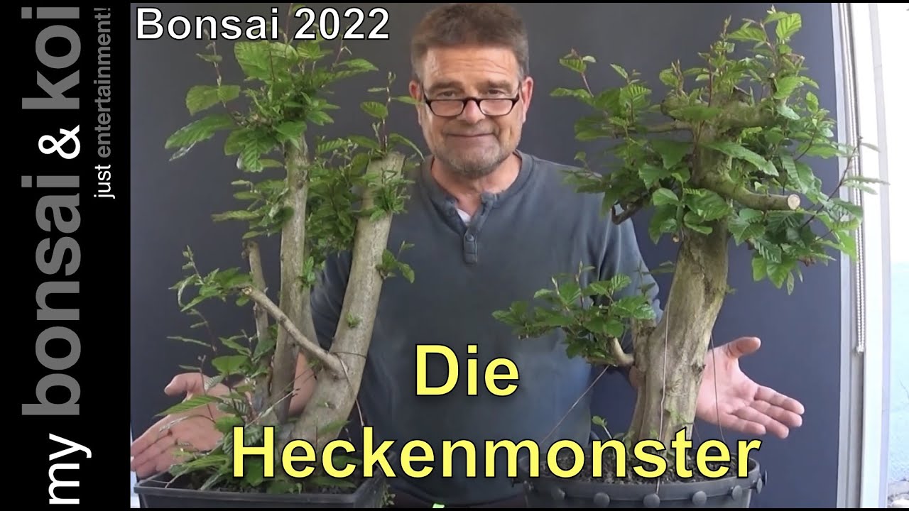Bonsai 2022-64 - Hainbuche - Carpinus betulus - mit den Monster-Hecken-Buchen durch das Jahr