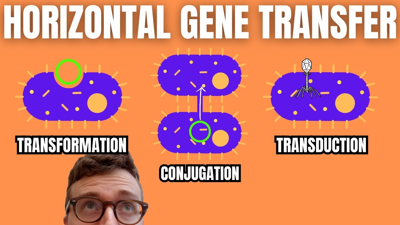 Horizontal Gene Transfer (Transformation, Conjugation, Transduction)
