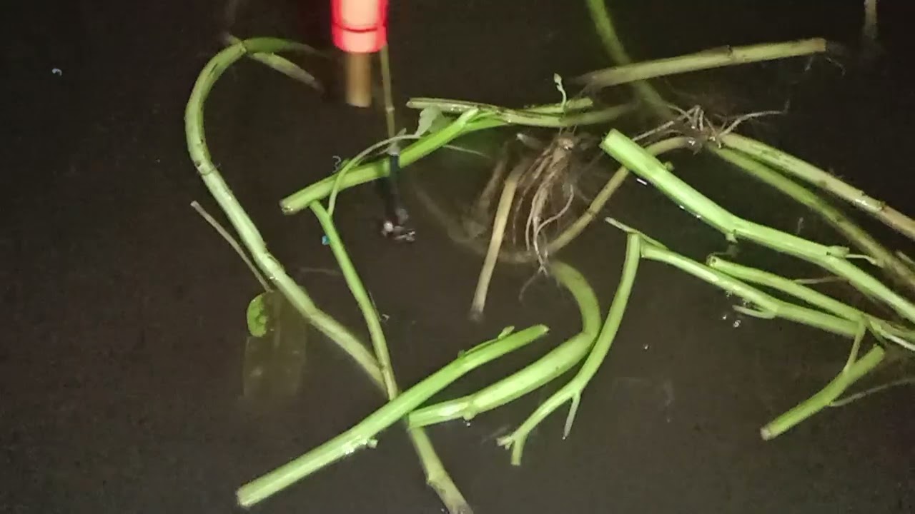 Night Catfish Fishing in Indonesia | Alone by the River