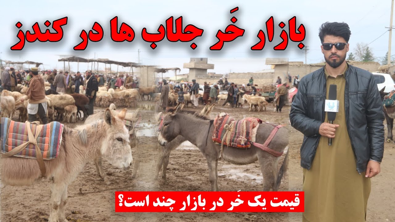 ویدیو: قیمت مرکب(خر) در بازار | آیا هنوز هم مردم از این حیوان استفاده می‌کنند؟Using a donkey in life