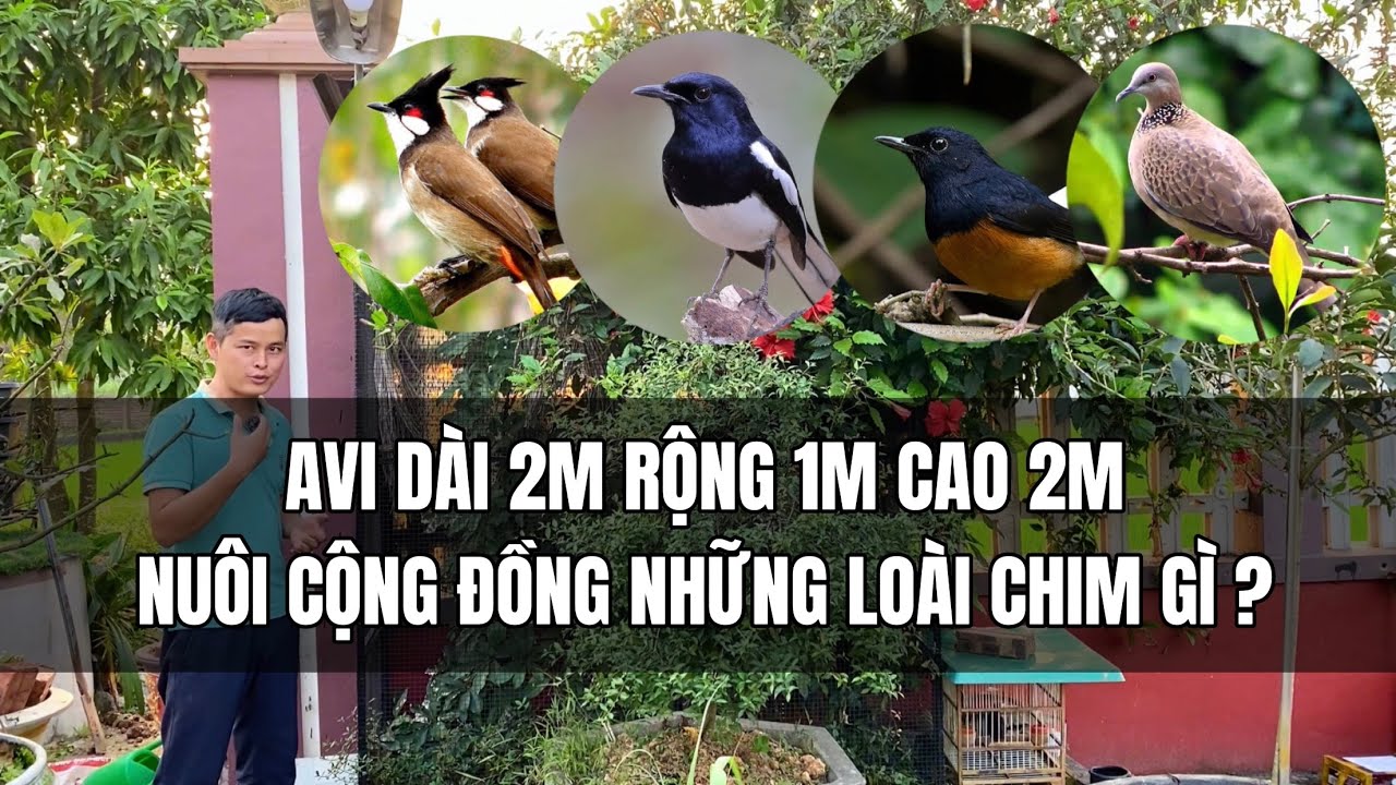 Avi chim cảnh (d&agrave;i 2m, rộng 1m, cao 2m) nu&ocirc;i cộng đồng những loại chim g&igrave;?
