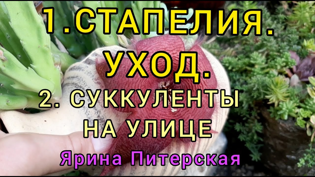 1.СТАПЕЛИЯ. УХОД.  ПОЧЕМУ ОТПАДАЮТ ЦВЕТЫ.  2. СУККУЛЕНТЫ НА УЛИЦЕ. СЕДУМЫ, КАКТУСЫ.