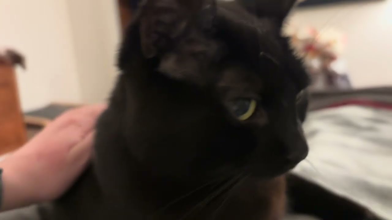 Missy’s favorite bed is her human’s lap