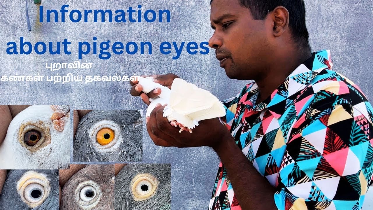Information about pigeon eyes || புறாவின் கண்கள் பற்றிய தகவல்கள் || #petsworld #best #pigeon #love
