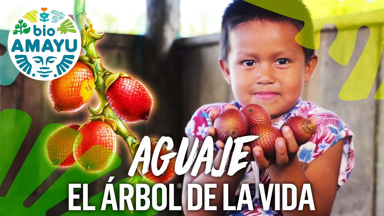 🌴 AGUAJE: El ÁRBOL de la VIDA 🐒  | BIO AMAYU