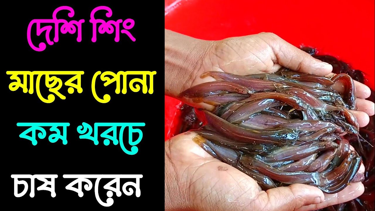 দেশি শিং মাছের পোনা কম খরচে চাষ করেন 