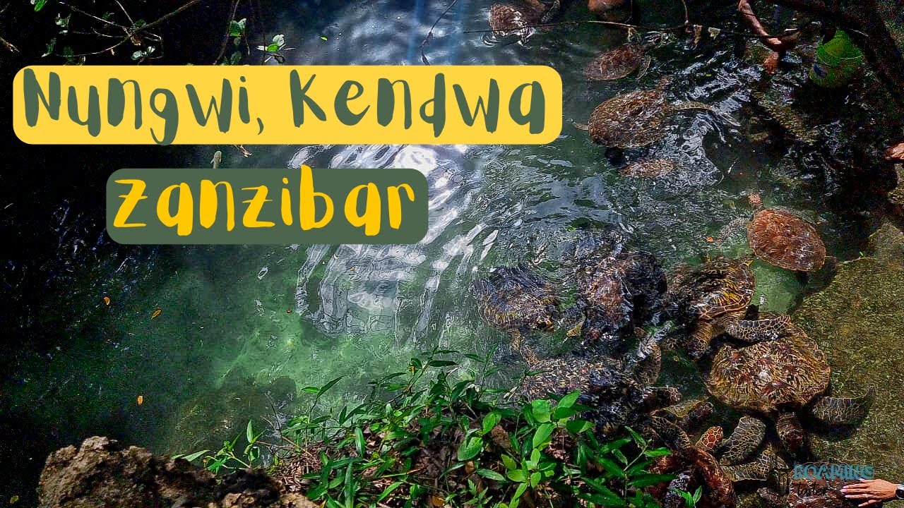 Nungwi | Kendwa Beach | Swimming with sea turtles and dolphins | Zanzibar |