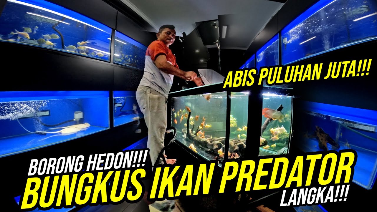 ISENG HUNTING JADI KHILAF BORONG!!! DAPAT IKAN PREDATOR LANGKA DAN IKAN PREDATOR ASLI MADAGASCAR !!!