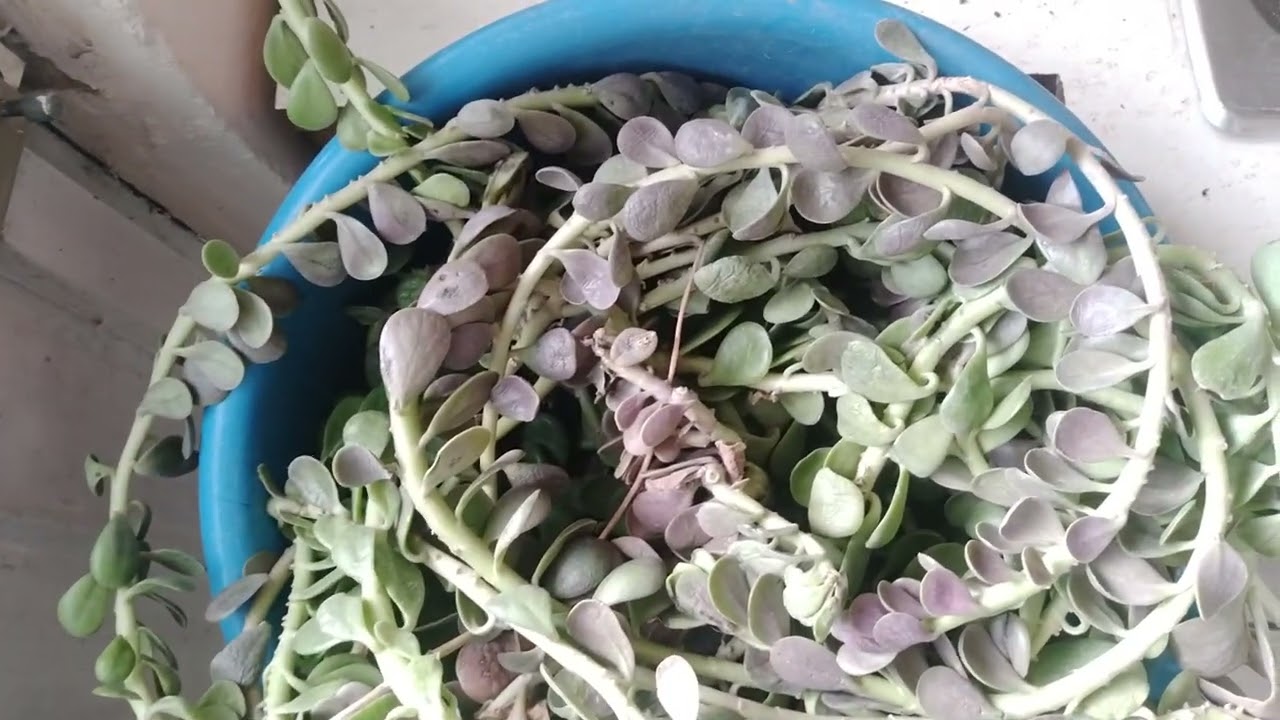 Propagaci&oacute;n y cuidados suculenta Jade Colgante o senecio Jacobseni, Kleinia petraea.