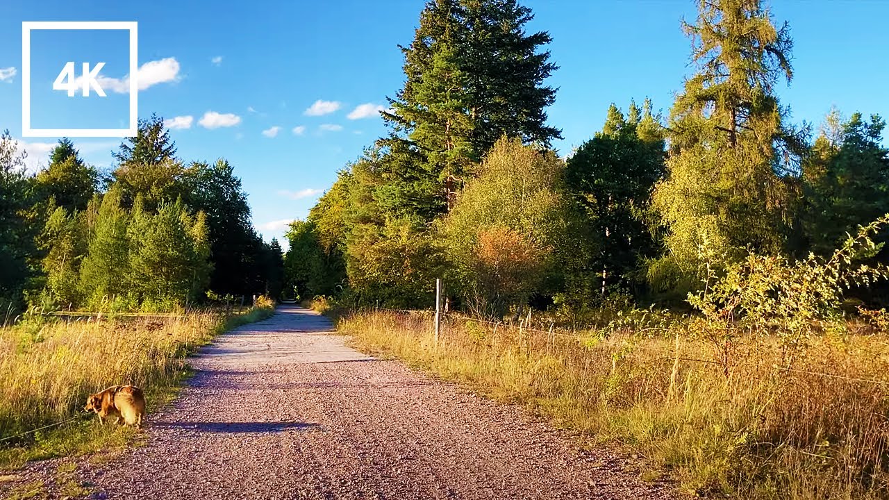 [UNCUT] Late Summer Walking With Dogs in the Woods to a Fish Pond and Horses | 4K Virtual Dog Walk