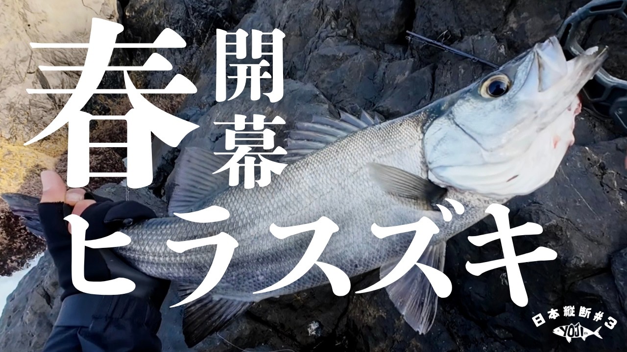 聖地の地磯で春ヒラスズキを釣って味わう。
