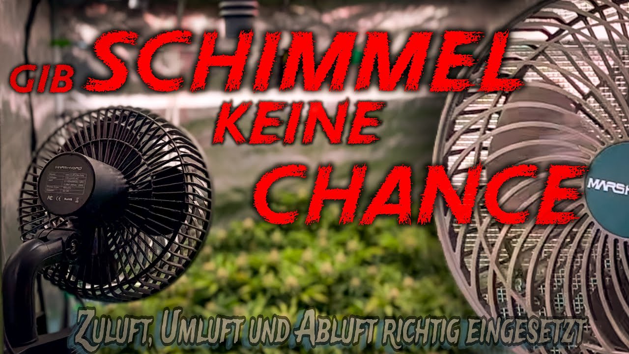 💨 Die ZULUFT, UMLUFT und ABLUFT richtig Einstellen um SCHIMMEL bei deinem CANNABIS zu vermeiden. 🦠⛔️