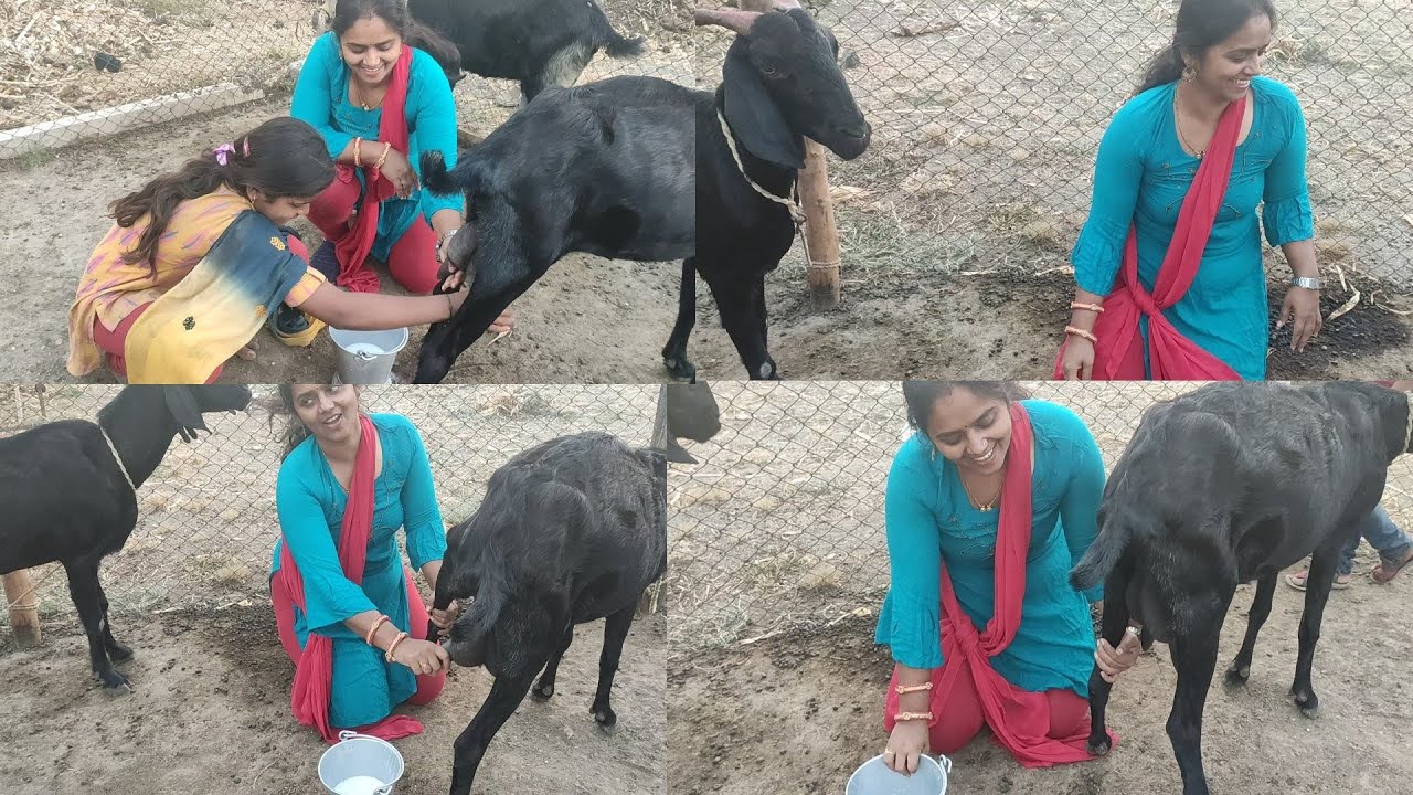 Goat milking by hand.... Village life vlog 😍 responsible beautiful woman.... 🤩🤩🤩