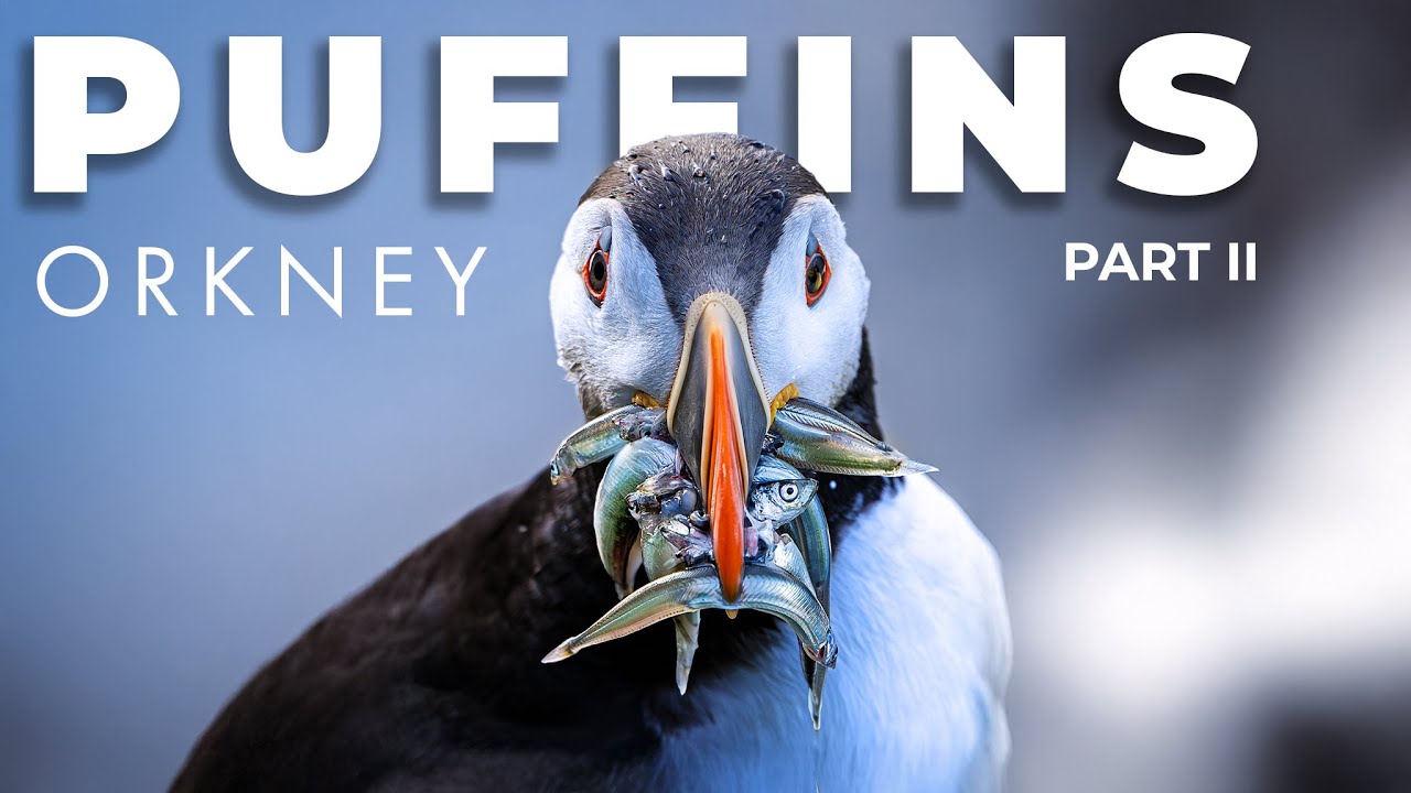 The Perfect Puffin Photo in Orkney | PART 2 | Nikon Z9 | NIKKOR 180-600mm