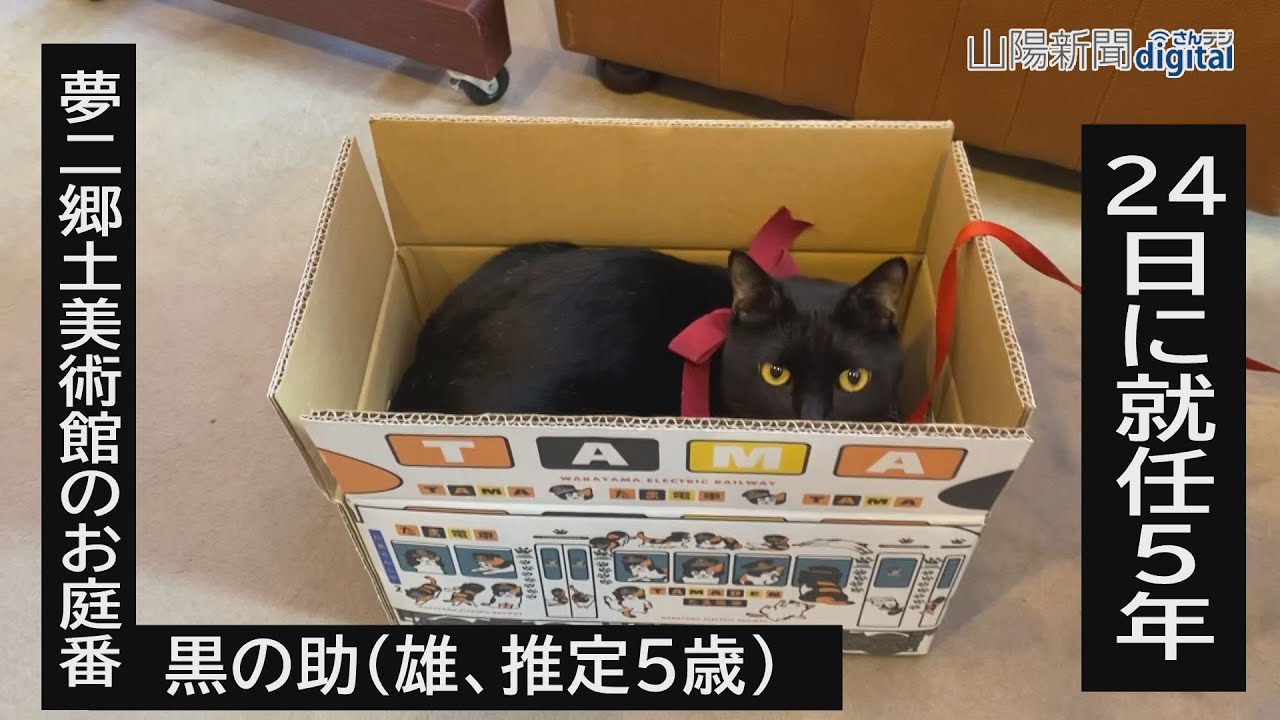 夢二美術館 お庭番黒猫は人気者　「黒の助」就任５年 グッズも好調（2021/12/15）
