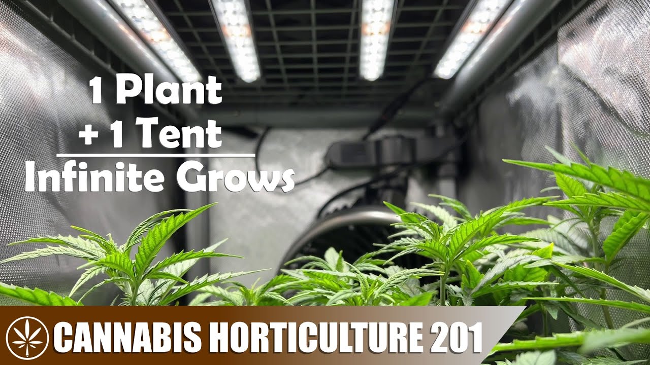 How to Setup a Perpetual Grow in a (2-in-1) Grow Tent