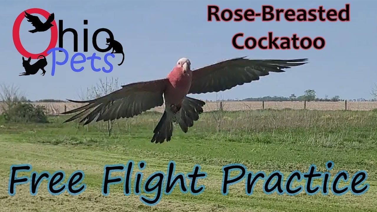 Free Flight Training with Ruby, Our Galah Rose-Breasted Cockatoo