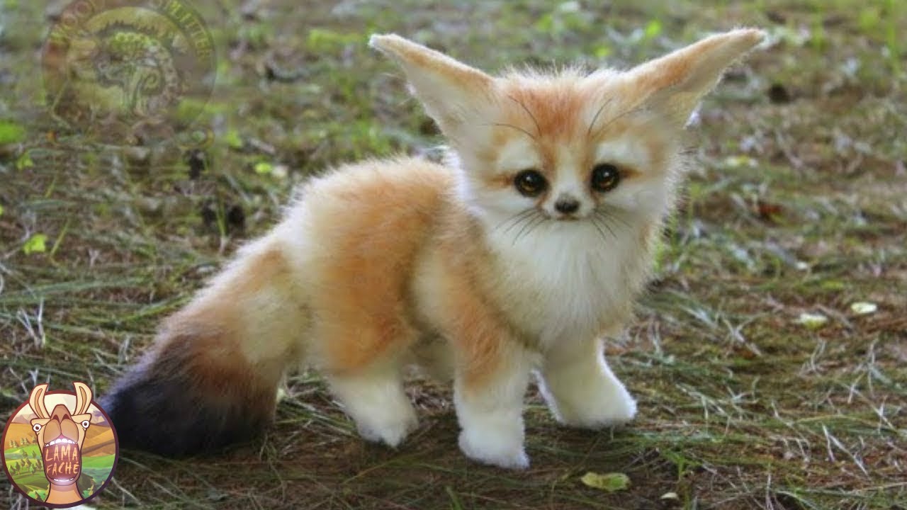 LES 10 ANIMAUX DE COMPAGNIE LES PLUS INSOLITES AU MONDE | Lama Fach&eacute;