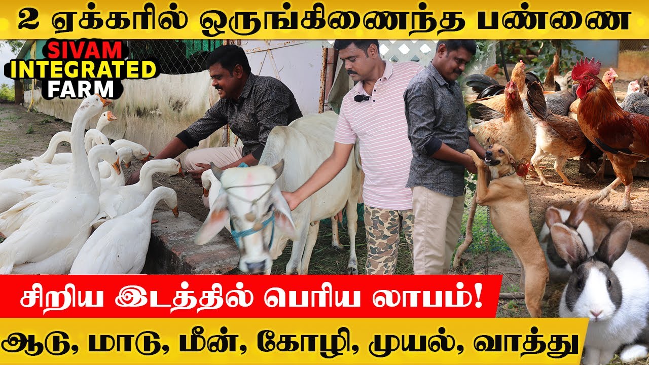 2 ஏக்கரில் மாதிரி ஒருங்கிணைந்த பண்ணை |  Sivam Farm Tour #farmingbusiness #sivamfarms